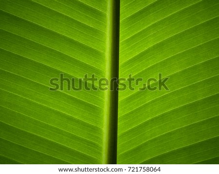 The texture of the banana leaf of the plant. Green color