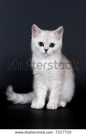 British kitten