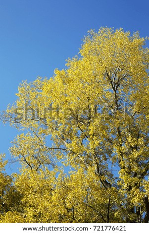 Yellow Autumn Leaves Tree with Blue Sky Background 