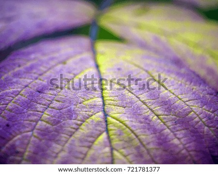 macro picture of a plant in the autumn, fading life