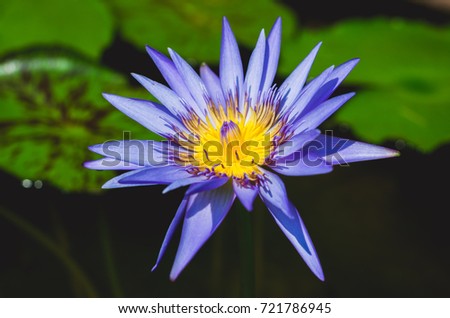 beautiful blue purple and yellow lotus flower in pond.