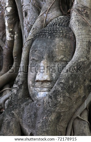 Buddha head in tree at Ayutthaya Thailand