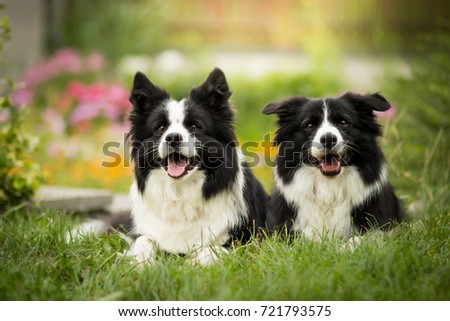 adorable portrait of two amazing black and white young purebred border collies in front of colorful flowers