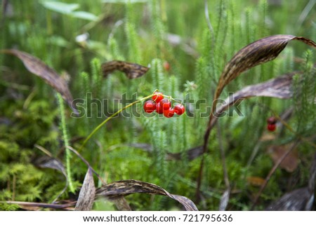 Red toxic forest berry Royalty-Free Stock Photo #721795636
