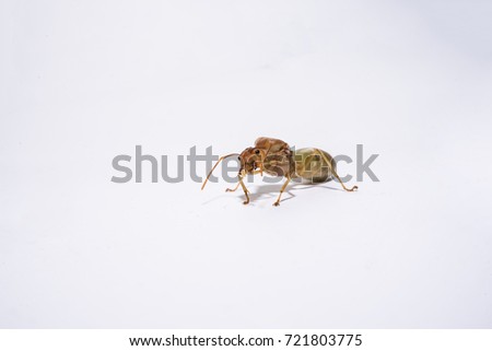 the isolated picture of  weaver ant queen.