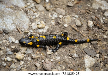 Black and yellow salamander at the ground. Beautiful colors. 