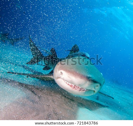 Lemon shark.