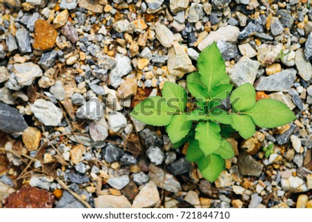 Small green plant growing on the mixed gravel. Concept for religion and faith.