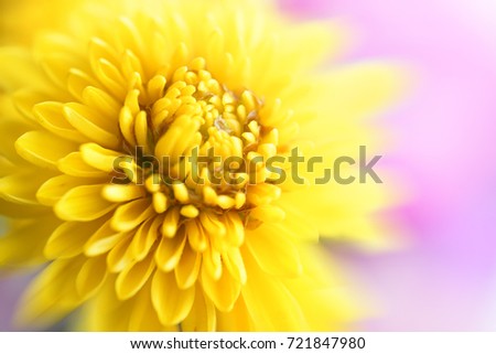 Beautiful flowers macro abstract art background with a soft focus. Yellow  flowers chrysanthemum in nature on lilac background.