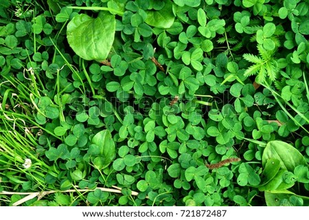 Background with green clover leaves