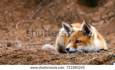 the young Fox lies resting near his hole. Vulpes vulpes