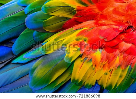 Close up of Scarlet macaw bird's feathers, exotic nature background and texture. Royalty-Free Stock Photo #721886098