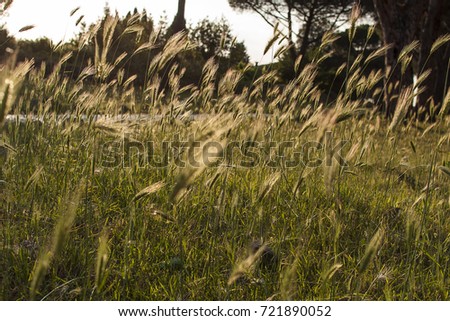 wheat field in the Appia Antica Park in Rome