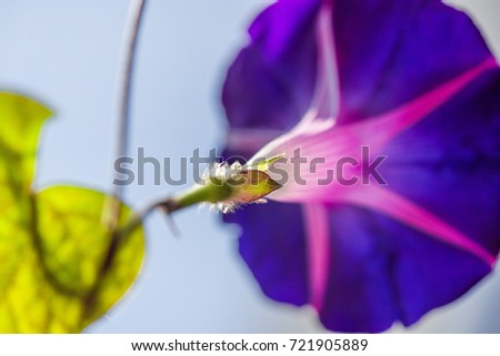 Deep Indigo and Purple Petunia Flowers in Summer in garden. Three Colored Morning Glory. Large lilac flower with sparkling petals with a pink five-way star. Ipomoea purpurea
