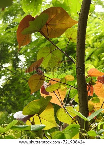 Very  Beautiful shiny Princess Tree leaves, Green orange and Coffee color leafs, Heart shaped, Indian tulip tree leafs,  eastern Red-bud, Pacific rosewood, Portia tree 