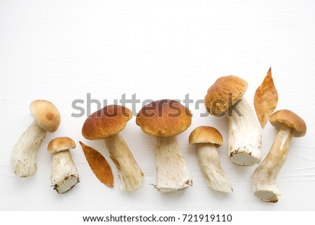 Forest cepes on a white surface of a table, close up. Autumn fresh boletus mushrooms.