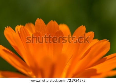 Marigold flower (Calendula officinalis) in close up. Macro photo of garden flower