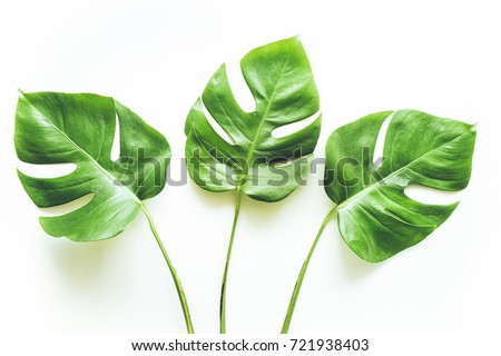 Real tropical leaves backgrounds on white.Botanical nature concepts.flat lay design