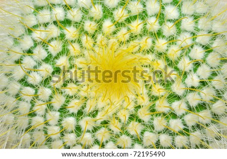 Green cactus and yellow prickles (very largly). Royalty-Free Stock Photo #72195490