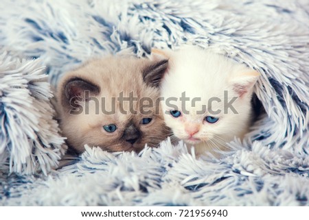 Two cute little kittens peeking out from under the soft warm fluffy blanket
