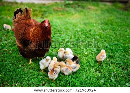 A Rhode Island Red chicken near baby chicks on the grass Royalty-Free Stock Photo #721960924