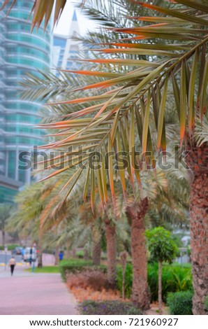 Palm fronds against the background of skyscrapers in Dubai, United Arab Emirates Royalty-Free Stock Photo #721960927