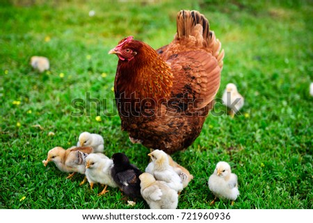 A Rhode Island Red chicken surrounded by baby chicks on the grass Royalty-Free Stock Photo #721960936