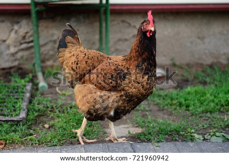 Walking Rhode Island Red chicken Royalty-Free Stock Photo #721960942