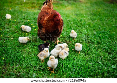 A Rhode Island Red chicken surrounded by baby chicks Royalty-Free Stock Photo #721960945