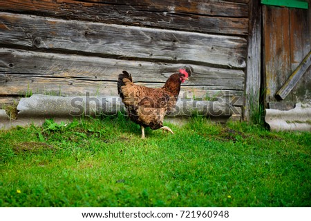 Walking  through the grass Rhode Island Red chicken against the background of wooden house Royalty-Free Stock Photo #721960948