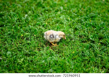 A baby chicken eating on the grass Royalty-Free Stock Photo #721960951