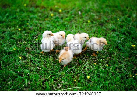 Six small baby chickens on the grass Royalty-Free Stock Photo #721960957