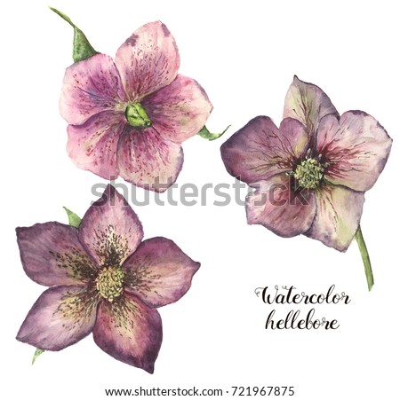 Watercolor hellebore flower set. Hand painted Christmas plant with leaves isolated on white background. Floral botanical clip art for design or print