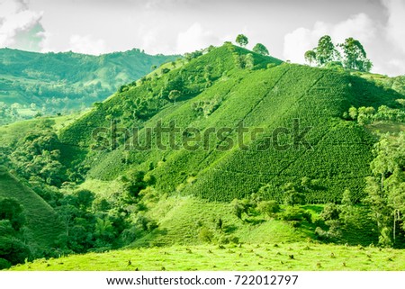 This image shows a coffee plantation in Jerico Colombia Royalty-Free Stock Photo #722012797