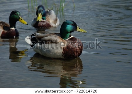 ducks pose, showing off beautiful plumage