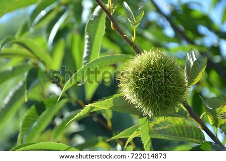 chestnuts on a tree
