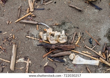 Scattered bones of a dead Leatherback sea turtle (Dermochelys coriacea) at a beach in Tortuguero National Park, Costa Rica