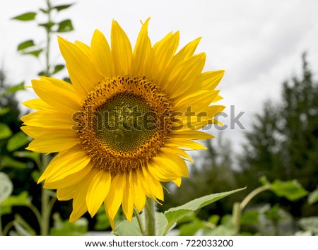 alone sunflower 