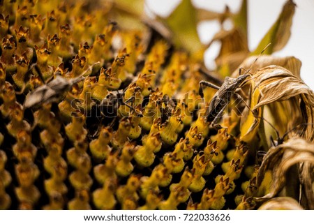 sunflower pest insect