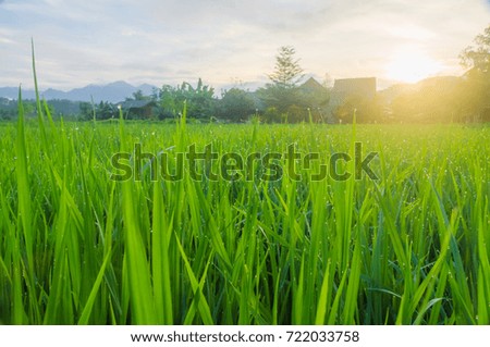 Rice fields in the morning at northern of Thailand.