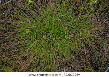 green grass natural background texture  top view at phuket thailand