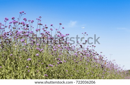 Charming purple flowers under the blue sky