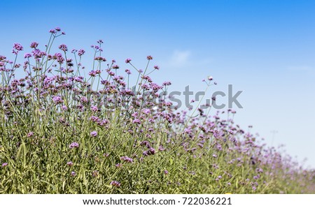 Charming purple flowers under the blue sky