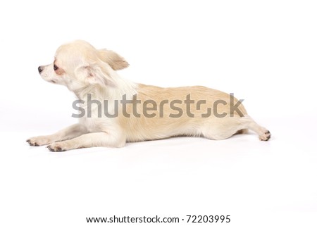 Chihuahua small puppy on the white