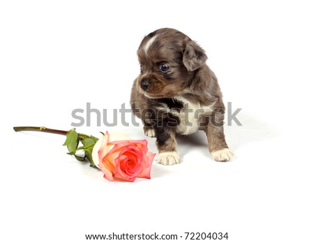 chihuahua puppy in studio on the white