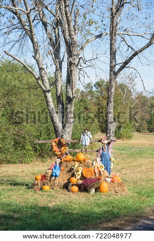 Scarecrow, yellow mum flowers, harvested orange pumpkins, squashes, gourd over hays in rural Arkansas, USA. Scarecrow guarding pumpkin from birds. Traditional Halloween, Thanksgiving, Fall decoration