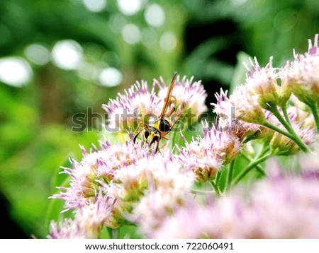a bee on a flower sucking honey. close up photo