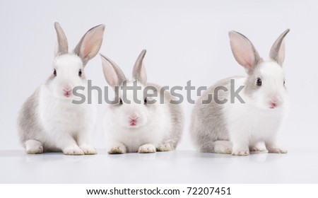 three young rabbit looking at the camera