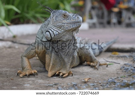 Iguana walking on the street
