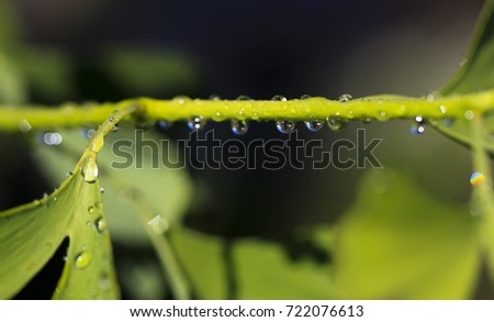 Morning dew and rainbow on the young leaves of ginkgo biloba. Blurred natural background.
